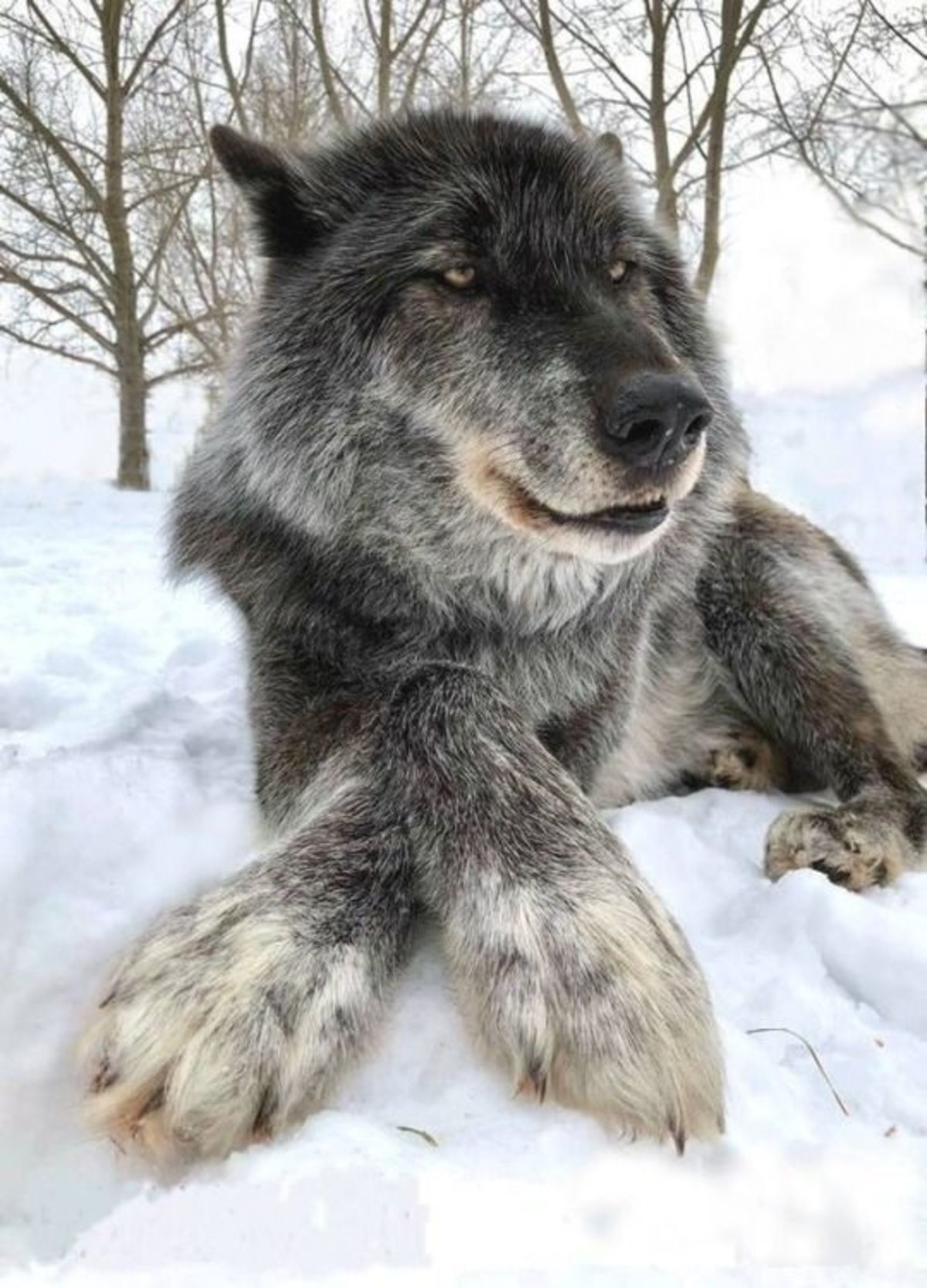 Арлан волк